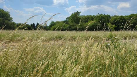 a field of tall grass with a few trees in the background