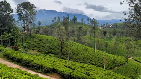 Scenic view of tea plantation estate with cultivated black tea plants on rolling hills and mountainous landscape in highlands of Sri Lanka