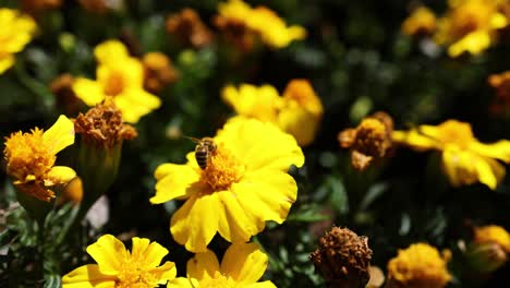 bee interacting with vibrant yellow flowers