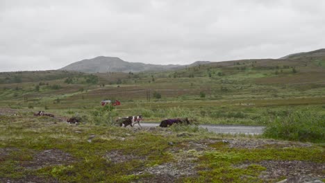 Hunde,-Die-Durch-Ein-Seil-Verbunden-Sind,-Das-Auf-Der-Straße-Von-Norwegen-Läuft