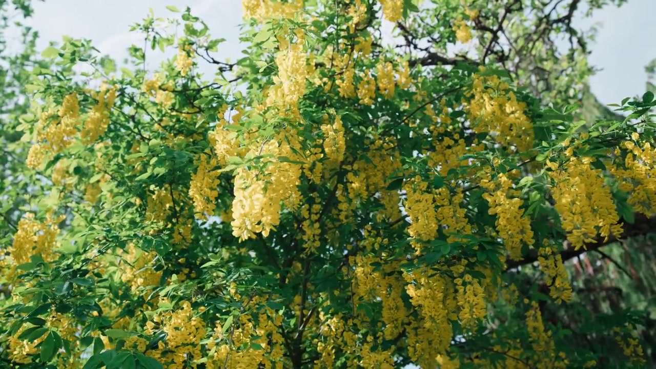 Średnie ujęcie złotokapu (Laburnum) w pełnym rozkwicie w maju w Niemczech. Długie, zwisające żółte kwiatostany delikatnie kołyszą się na lekkim wiosennym wietrze na tle bujnych zielonych liści.