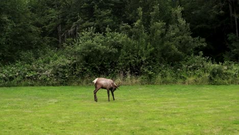 wildlife moose, elk walking on meadow grassland with forest in background - drone sideways