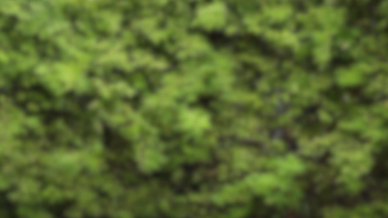 A 15-second video of a blurred bamboo forest texture, creating a dynamic, abstract green pattern