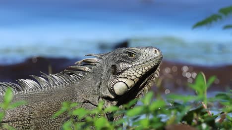 A green iguana next to a river in its habitat. Male iguana. Large species of arboreal herbivorous lizards