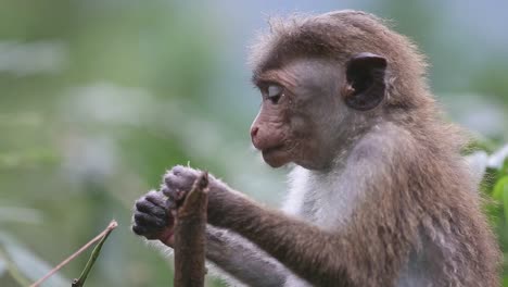 monkey eats leaves in a tree