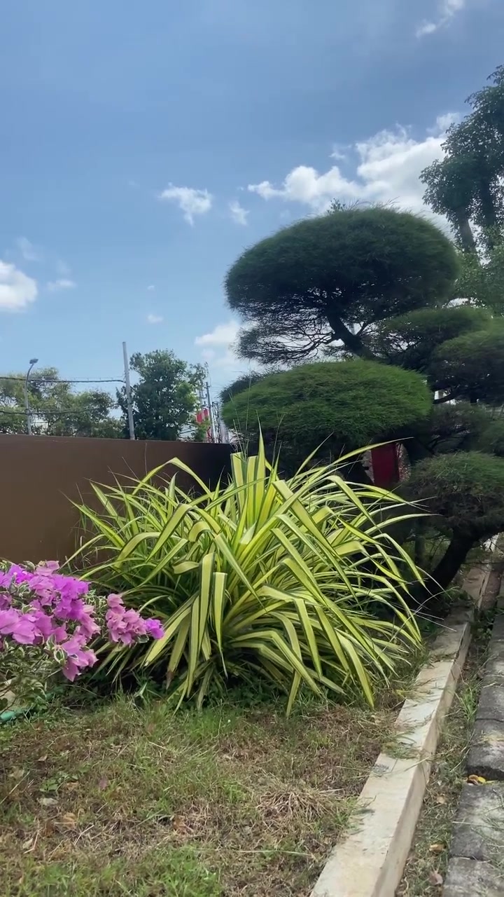 Taman Hijau Subur dengan Bunga Bougenville dan Rumput Hias