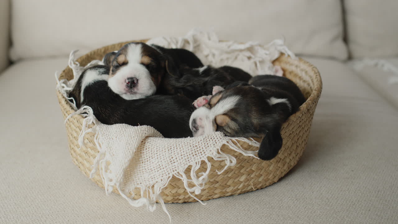 Cute Beagle Puppies in a Basket