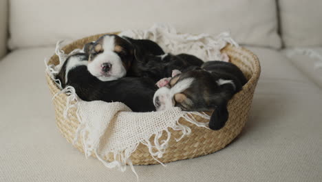 lindos cachorros de beagle en una canasta