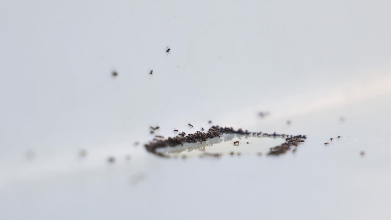 Group of ants drinking from sweet water puddle, ant colony
