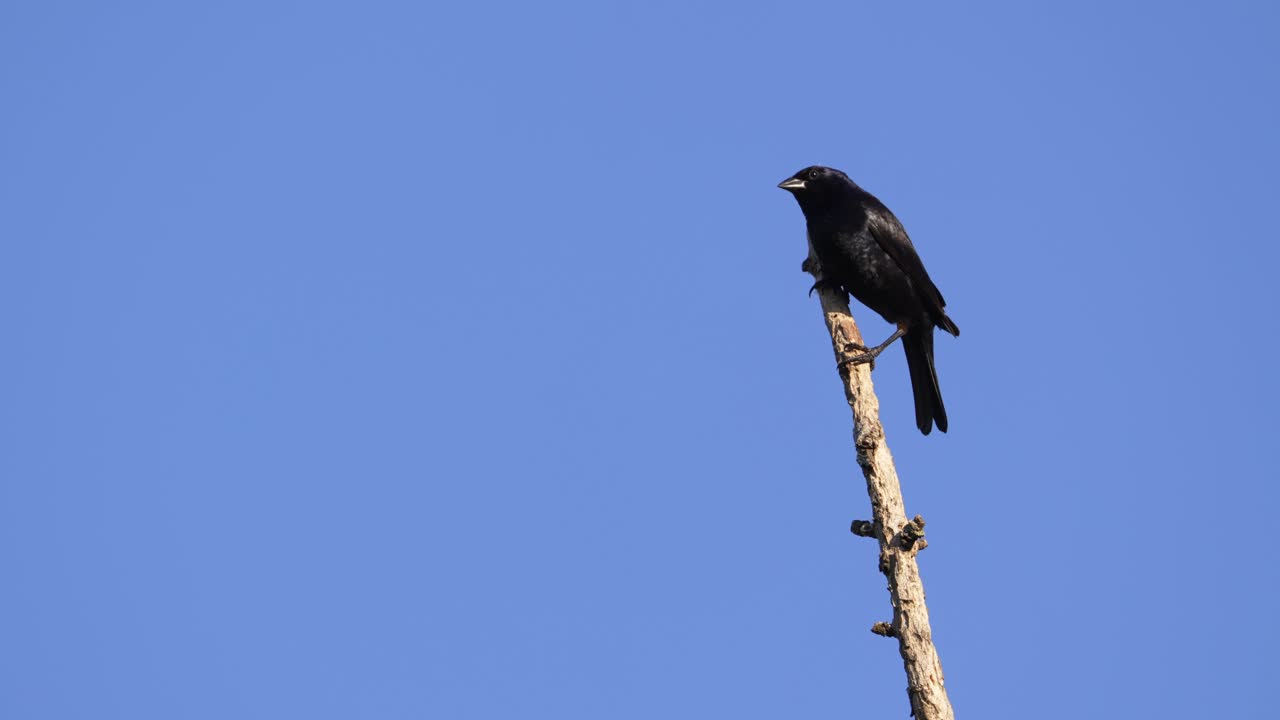 pájaro vaquero brillante macho, especie molothrus bonariensis, posado en una rama y volando lejos