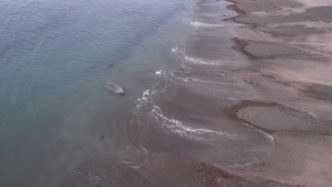 Vista-Aérea-De-Un-Elefante-Marino-Macho-En-El-Agua-Tirando-Hacia-Atrás-Y-Revelando-Las-Olas-De-La-Playa-Y-El-Harén-De-Hembras-En-La-Playa