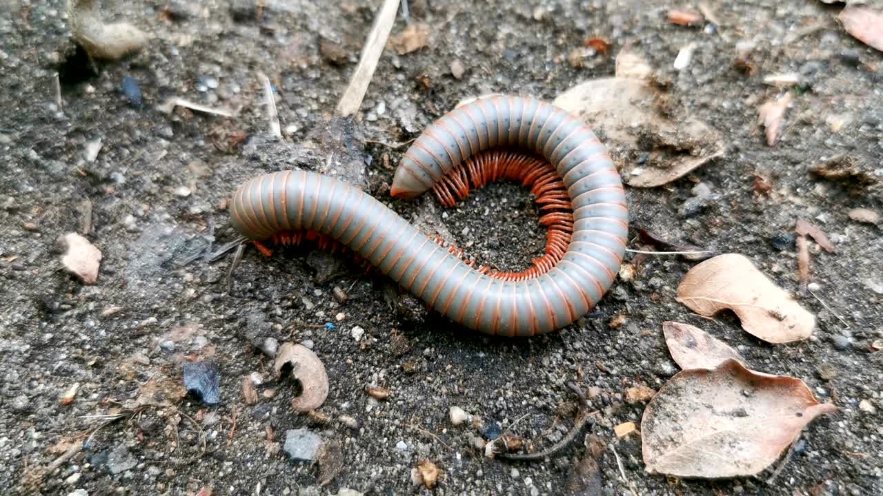 4k milpiés caminando por el suelo