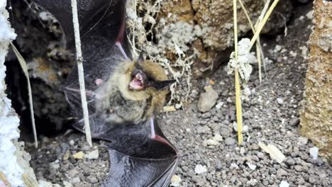 Mexikanische-Baby-Fledermaus-Auf-Dem-Boden-Michoacan