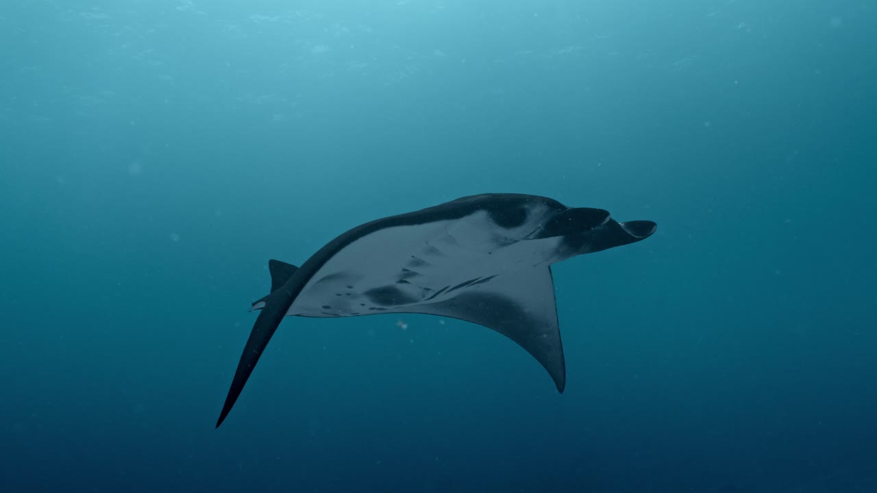 Experience the awe-inspiring sight of giant manta rays gliding gracefully over a bustling cleaning station in Rasdhoo Atoll, Maldives.