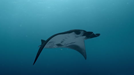experience the awe-inspiring sight of giant manta rays gliding gracefully over a bustling cleaning station in rasdhoo atoll, maldives.