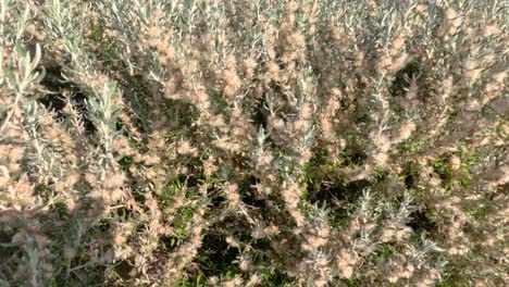 plants swaying gently in the coastal breeze