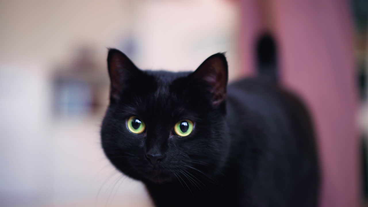 Black Cat Surveys Room Carefully, Jet Black Cat With Piercing Green Eyes Inspects Room Surroundings Carefully, Sleek Black Feline With Luminous Green Eyes Surveys And Explores Room Attentively