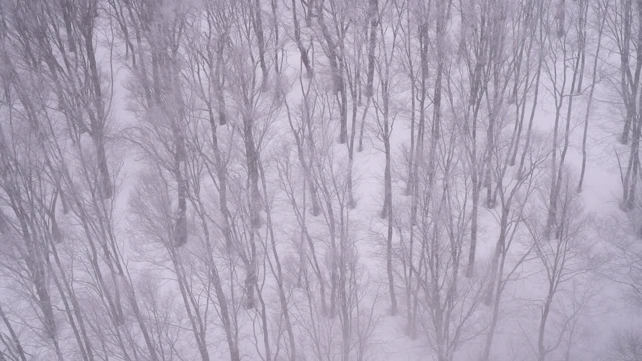 Veduta al rallentatore di alberi spogli in una sinistra foresta invernale.
