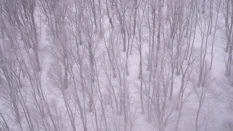 slow motion view of barren trees in eerie winter forest