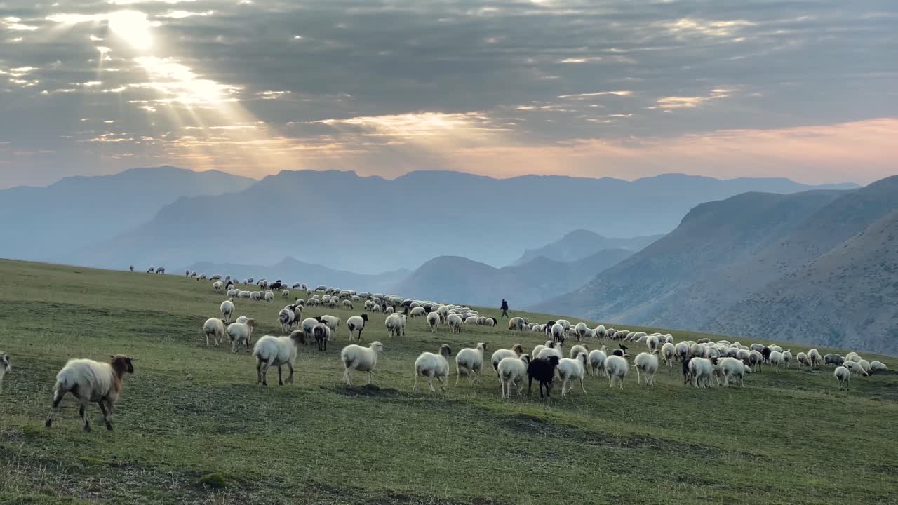 White Sheep Black Goats Herding Flock By Dog Cattle and Strong Shepherd in Mountain High Green Hills Superb Landscape in Masal Gilan People Job Life Related to Produce Fresh Milk and Organic Dairy