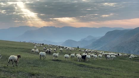 weiße schafe, schwarze ziegen, die ihre herde mit hunden hüten, rinder und starke hirten in den hohen grünen hügeln der berge. herrliche landschaft in masal gilan. das berufsleben der menschen steht im zusammenhang mit der produktion frischer milch und bio-milchprodukten