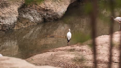 Weißstörche-Beobachten-Nilkrokodile-Im-Teich-In-Der-Masai-Mara,-Kenia