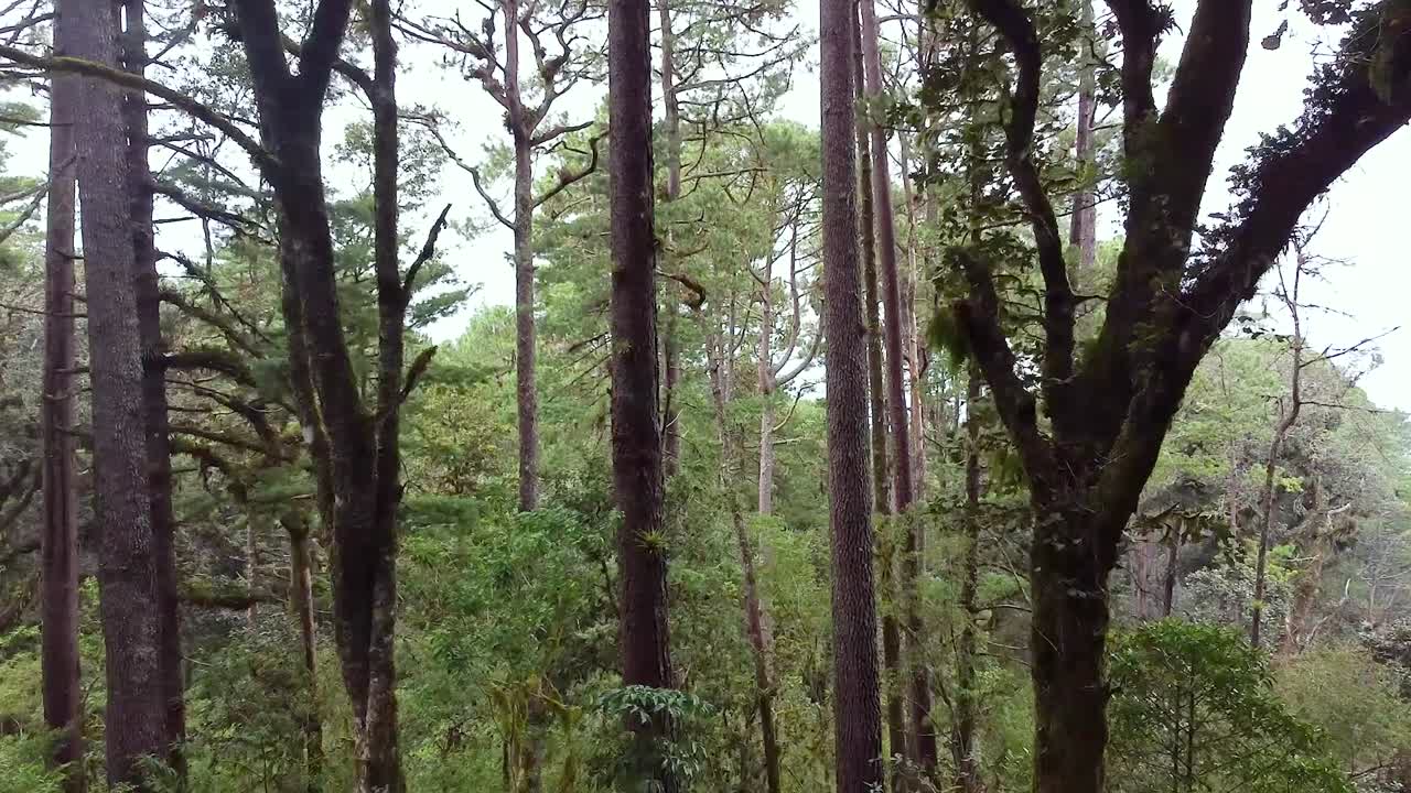 Serene Drone Flight Inside Forest in Oaxaca, Mexico