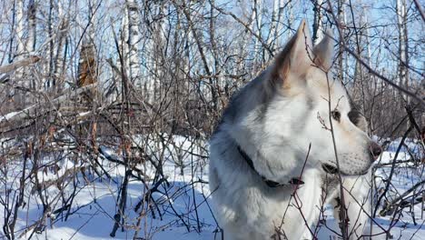 a pet husky wolf dog explores the forest on a cold and sunny winter day