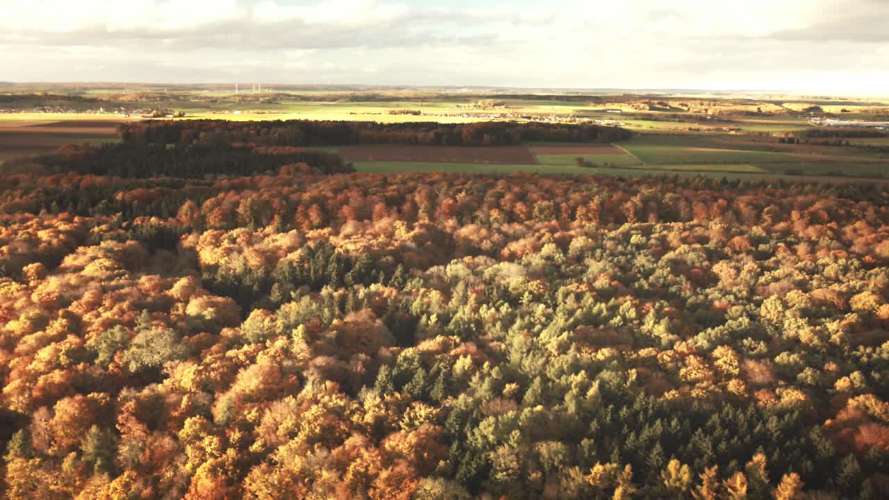 Camera glides left over a patchwork of golden trees, shimmering in sunset, with the dark forest edge and open farmlands visible on the horizon
