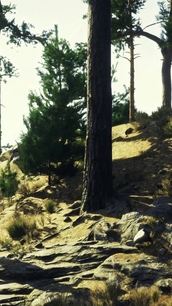 Rocky hillside covered with shrubs and trees in bright sunlight