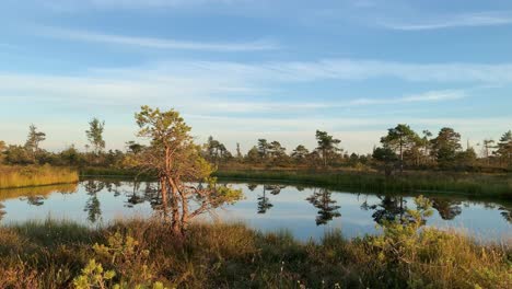 Peaceful-Scenic-View-Of-A-Swamp-With-Reflections-During-Springtime