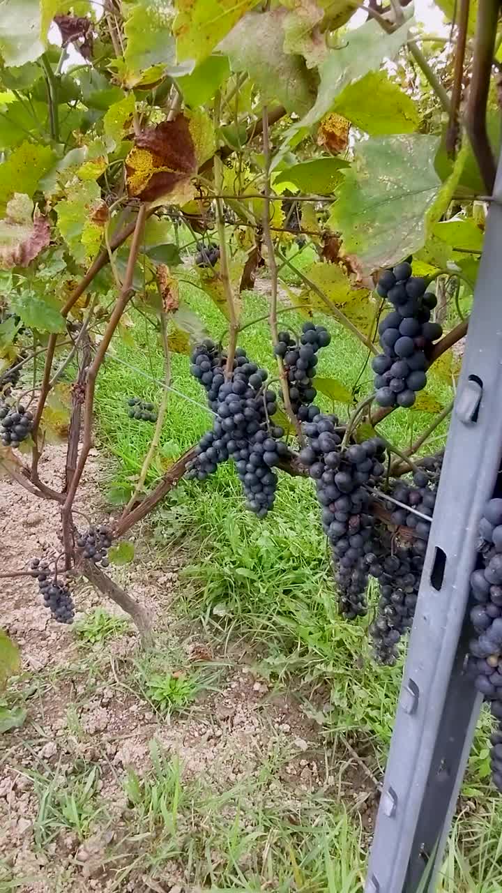 Blue Grapes on vine in winery vineyard - zoom in
