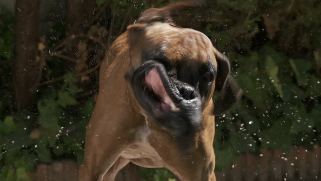 Boxer Dog Shaking Off Water