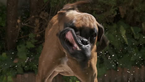 boxer dog shaking off water