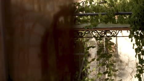 pérgola cubierta de vid en un pueblo de piedra