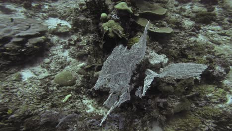 Una-Vista-Cercana-De-Las-Delicadas-Formaciones-De-Coral-Gorgonias-En-Raja-Ampat,-Indonesia