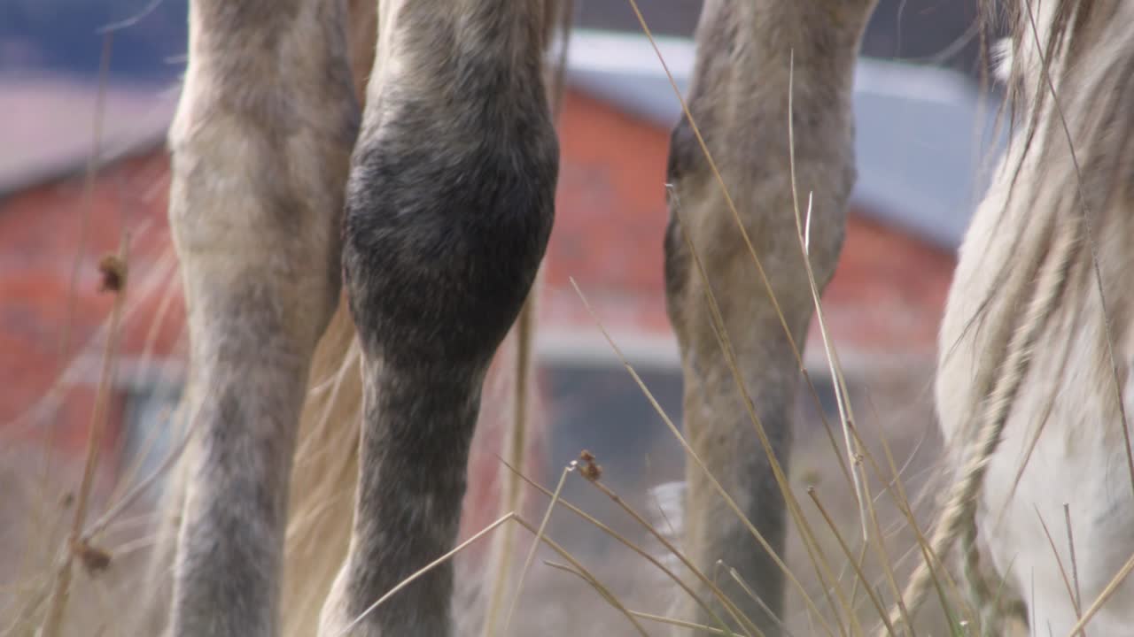 묶인 백마는 초원에서 마른 초목을 먹고 눈을 가까이서 봅니다.