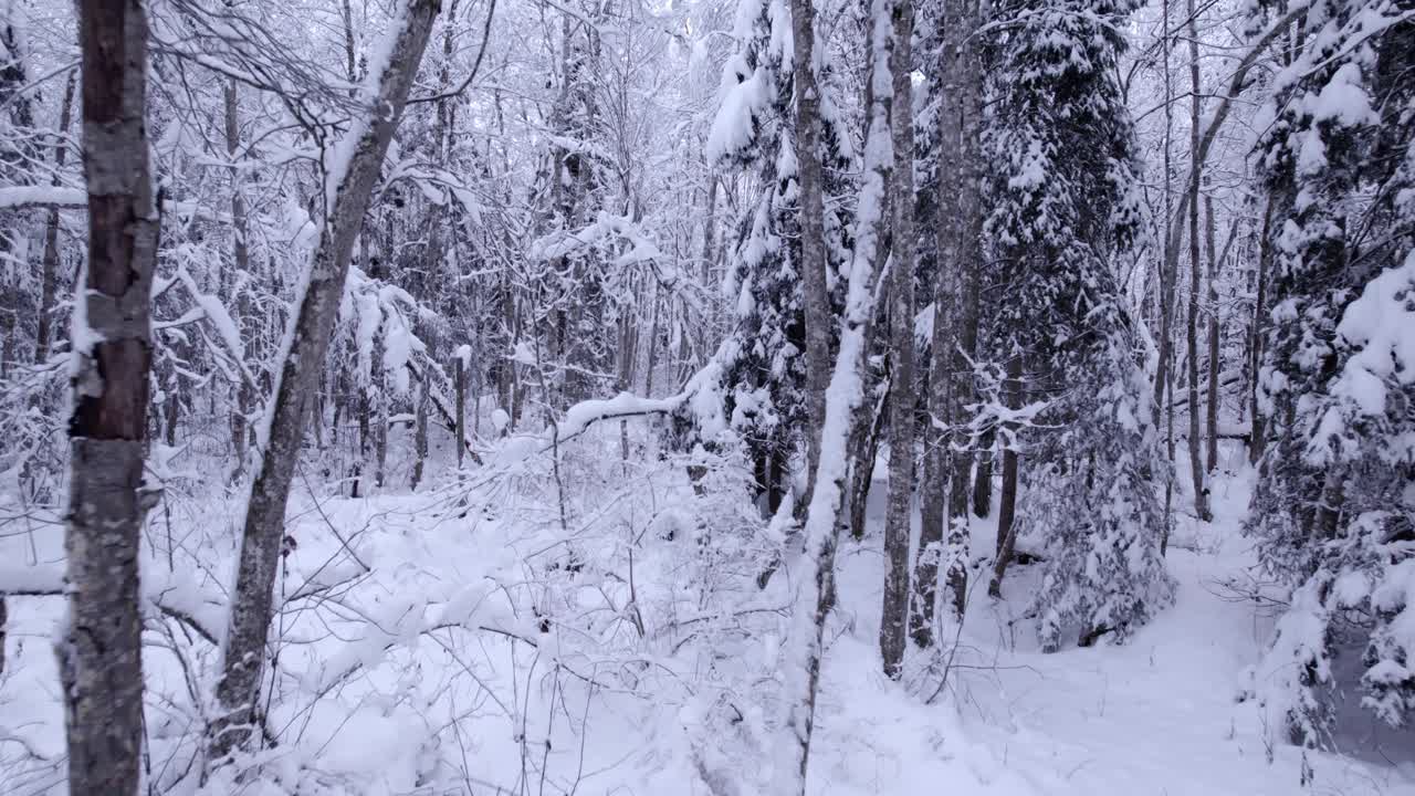 눈 덮인 겨울 알더 나무를 향해 밀고 있는 드론 영상