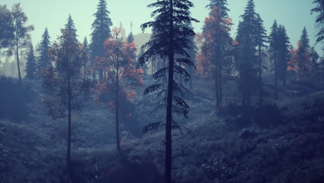 Evergreen-fir-trees-with-cones,-peaks-of-French-Alps-mountains