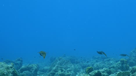 caribbean reef squid in the coral reef of caribbean sea around curacao