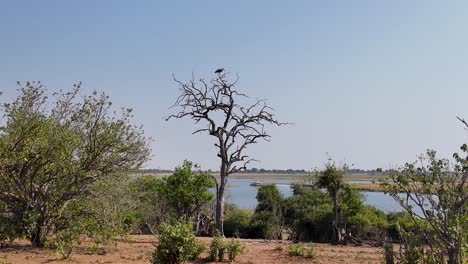 Horizonte-De-Botswana-En-El-Parque-Nacional-Chobe-En-Kasane-Botswana