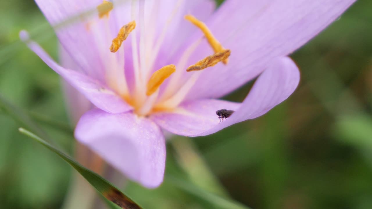 mosca salvaje sentada en una flor rosa durante el viento se balancea