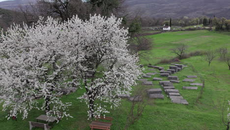 Beautiful-tree-in-cemetery-of-old-medieval-tombstone-Stecak