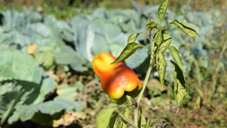 natural pepper growing in garden