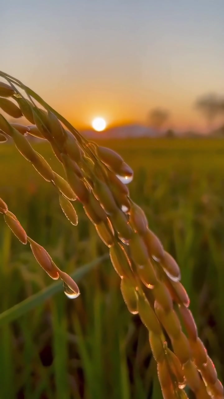 Primo piano di steli di riso in un campo all'alba