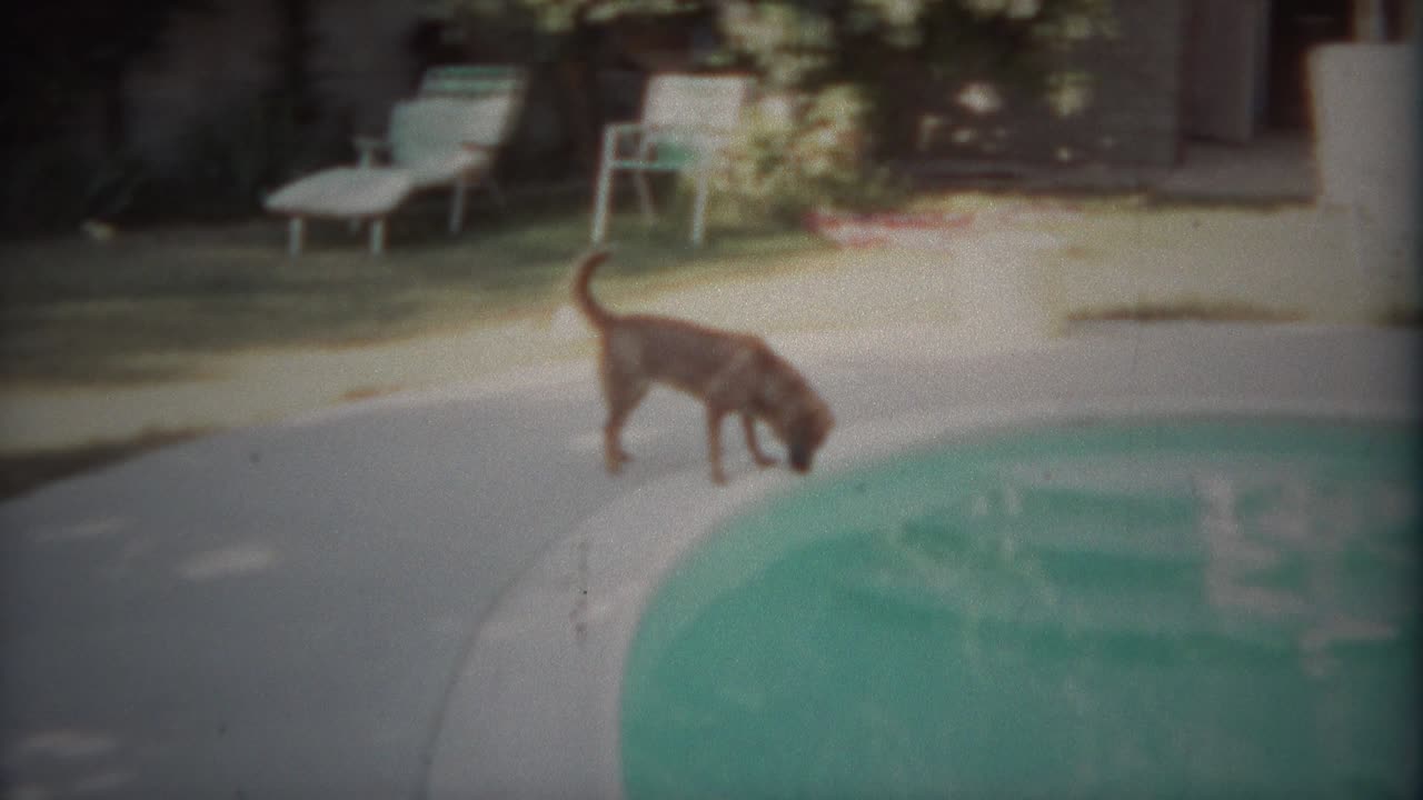 1963년 - 개가 뜨거운 여름날 수영장에서 물을 조심스럽게 마시고 있다.