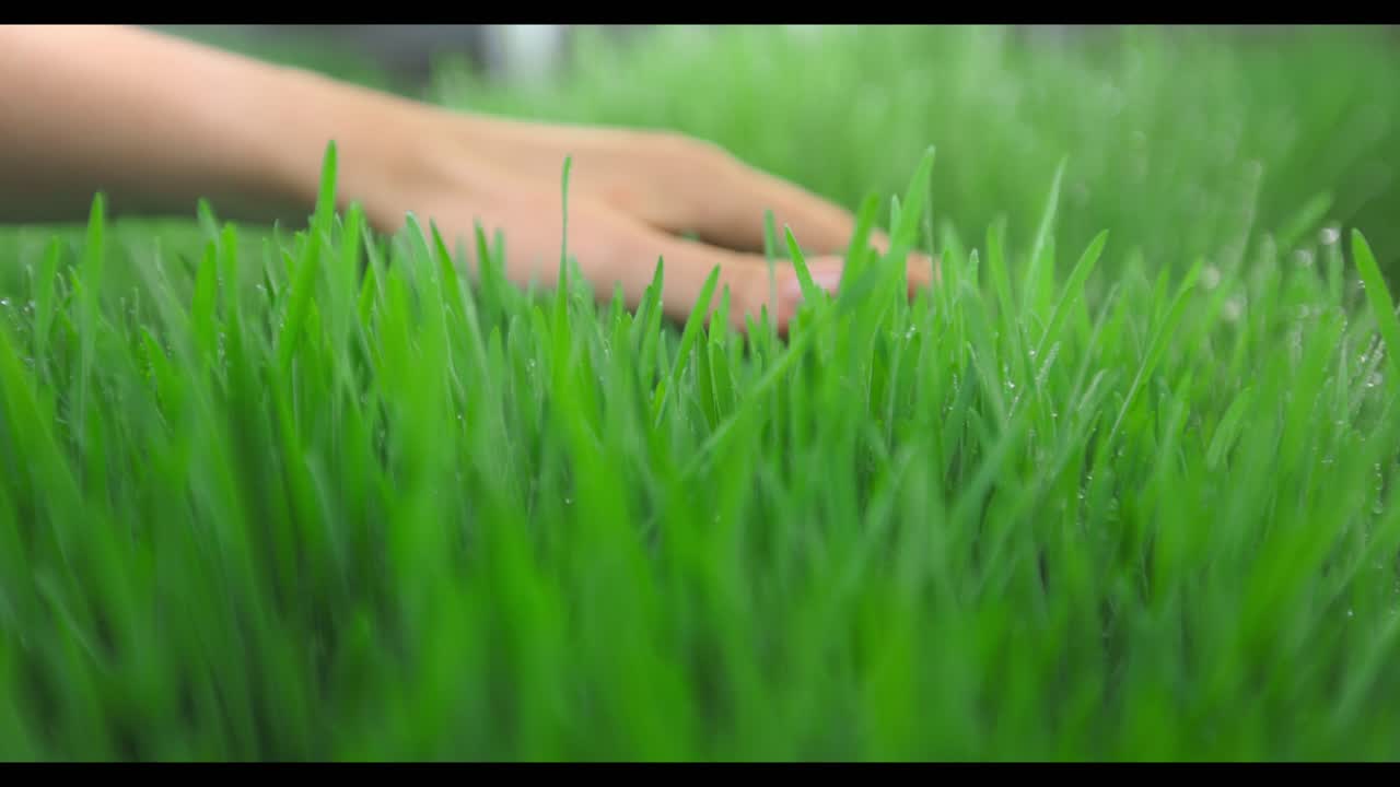 Hand touching fresh grass