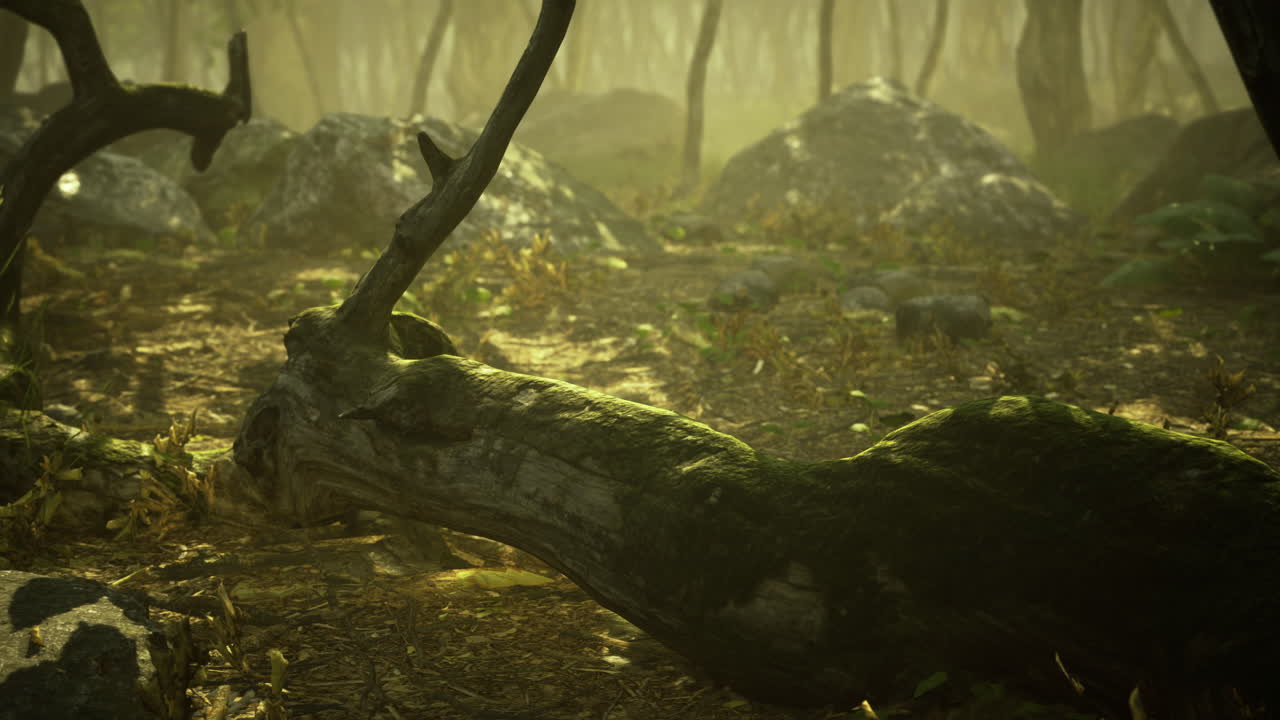 Natures quiet embrace envelops fallen wood in a sunlit forest