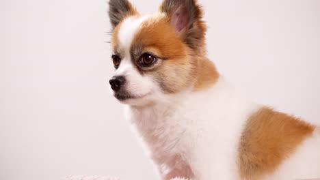 close up footage of a happy tiny fawn and white dog puppy relaxing on a pink mat against a pink wall