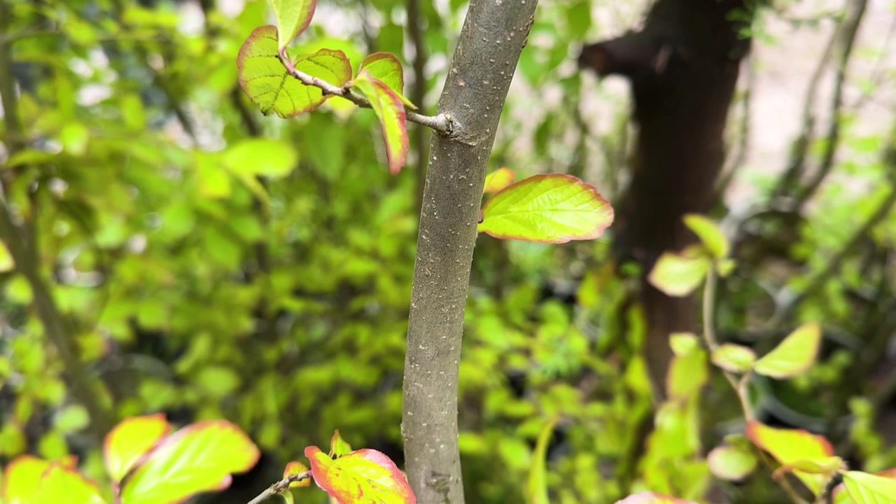 Parrotia persica tree Persian ironwood endemic plant species young tree seedling lush foliage vibrant colors green leaf red orange yellow Hyrcanian forest Iran nature sunlight outdoors autumn spring